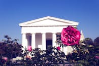 粉红玫瑰特写，背景为奥地利维也纳的古典建筑