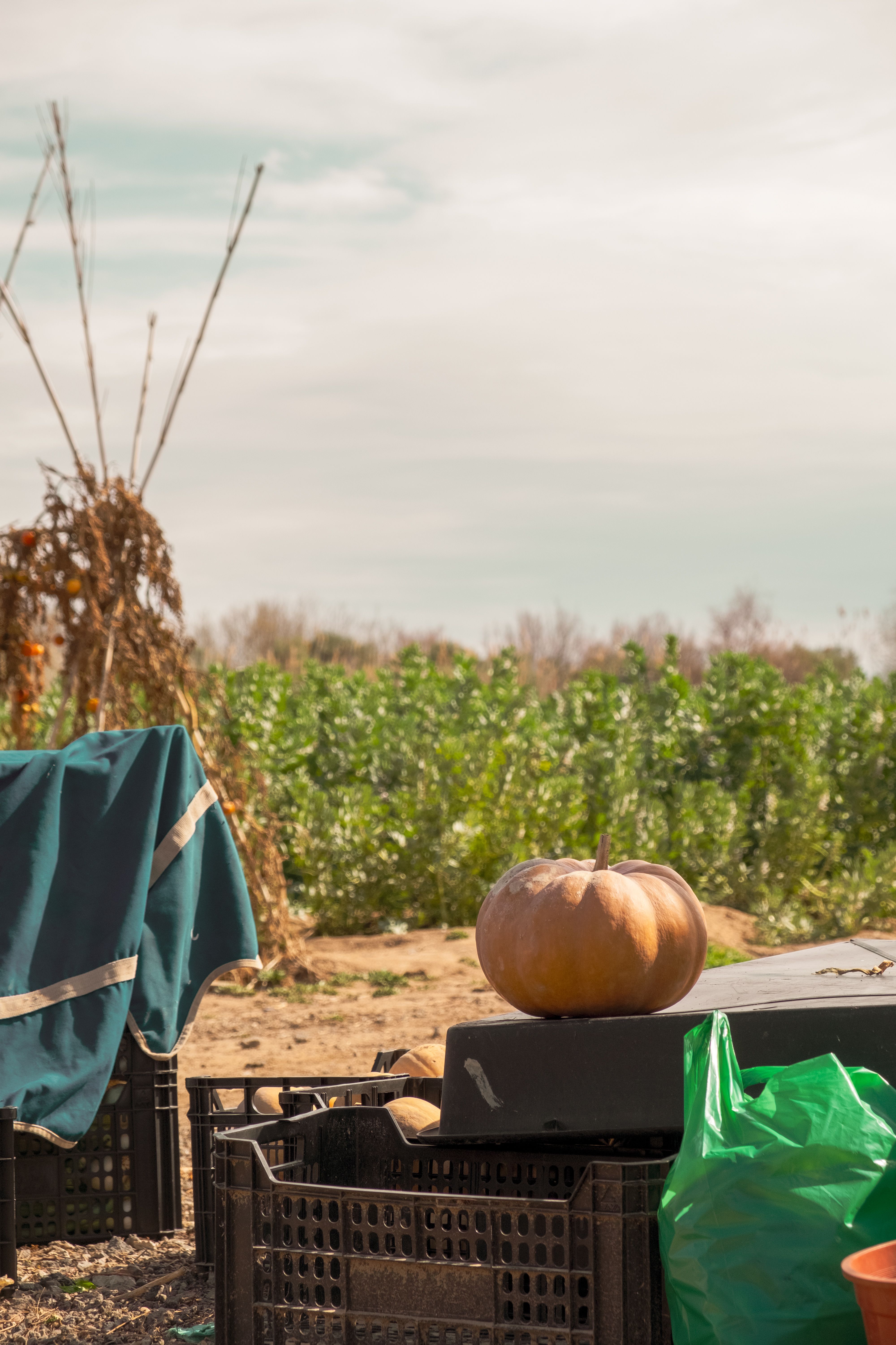 Outdoor farm setting in El Prat de Llobregat, Spain, featuring a pumpkin among crates.