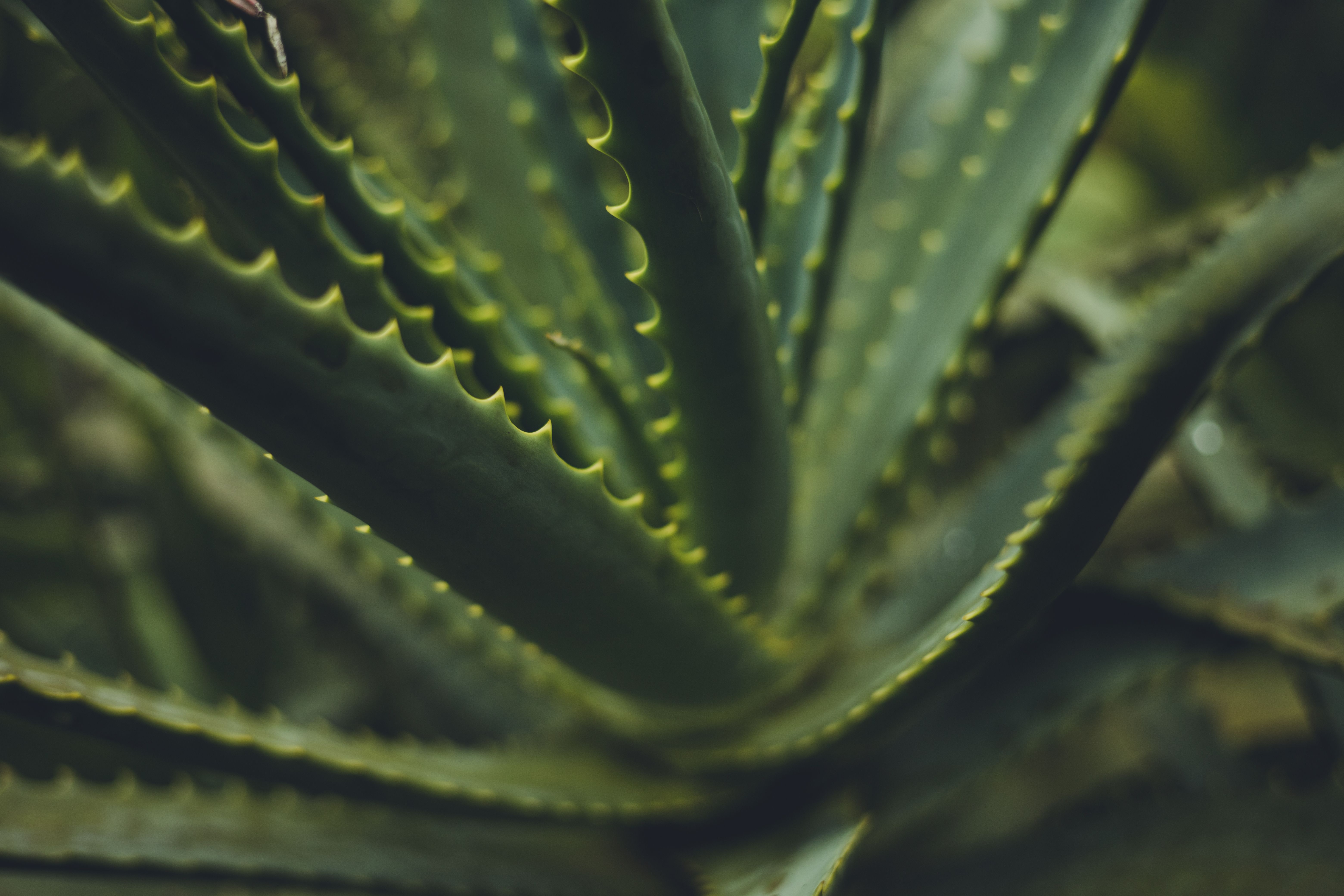 Aloe vera gel extracted in bowl for Neem Oil: A Traditional Antifungal for Flaky Scalp