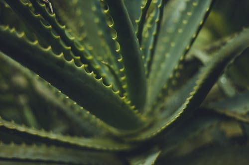 Darmowe zdjęcie z galerii z flora, kaktusy, liście