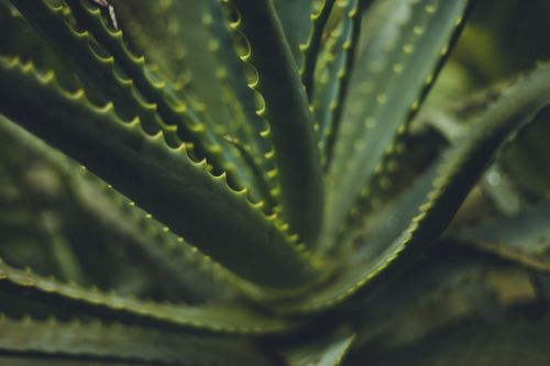 Free Close-up view of a green aloe vera plant with spiky leaves capturing natural beauty. Stock Photo