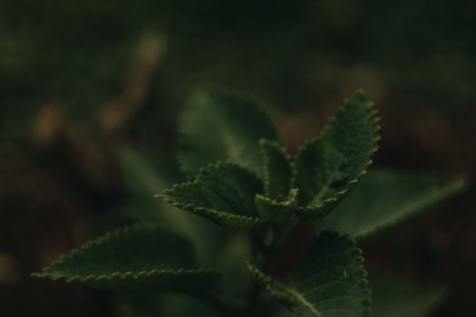 A close-up image of vibrant mint leaves showcasing texture and growth in natural light.
