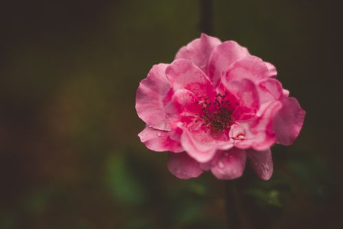 Free A beautiful pink rose in full bloom with dewdrops on petals, captured in spring. Stock Photo