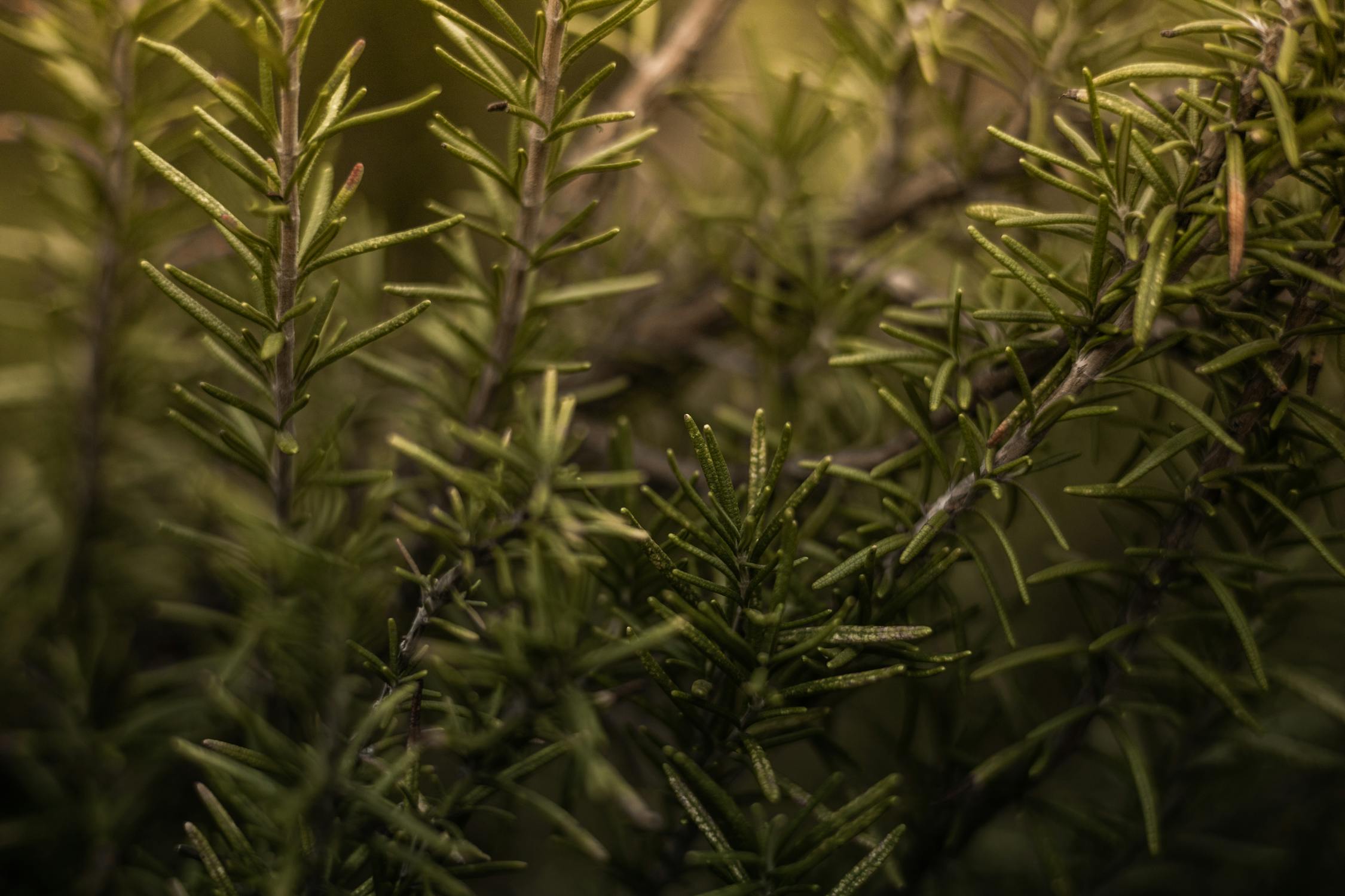 Twigs of Rosemary Shrub