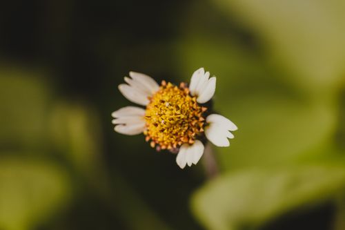 Free Detailed macro shot of a wildflower in bloom, showcasing white petals and yellow center against a lush green background. Stock Photo