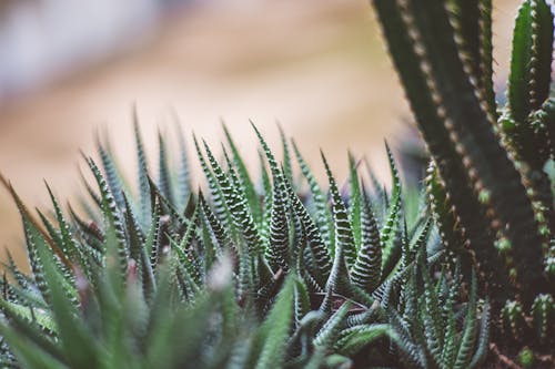 Close up of Cactus Plants with Thorns