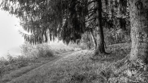 Immagine gratuita di albero, bianco e nero, erba