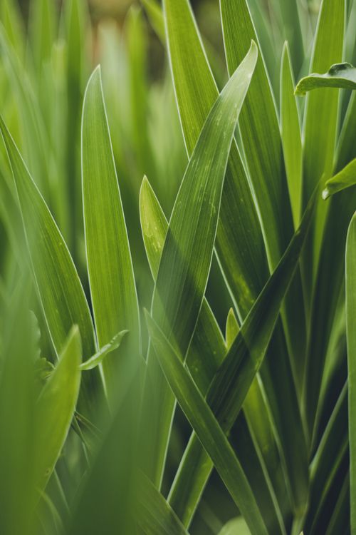 Free Close-up of vibrant green grass blades, showcasing natural beauty and texture. Stock Photo
