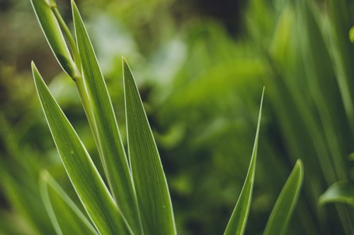 Free Detailed view of green leaves with natural texture, showcasing vibrant nature. Stock Photo