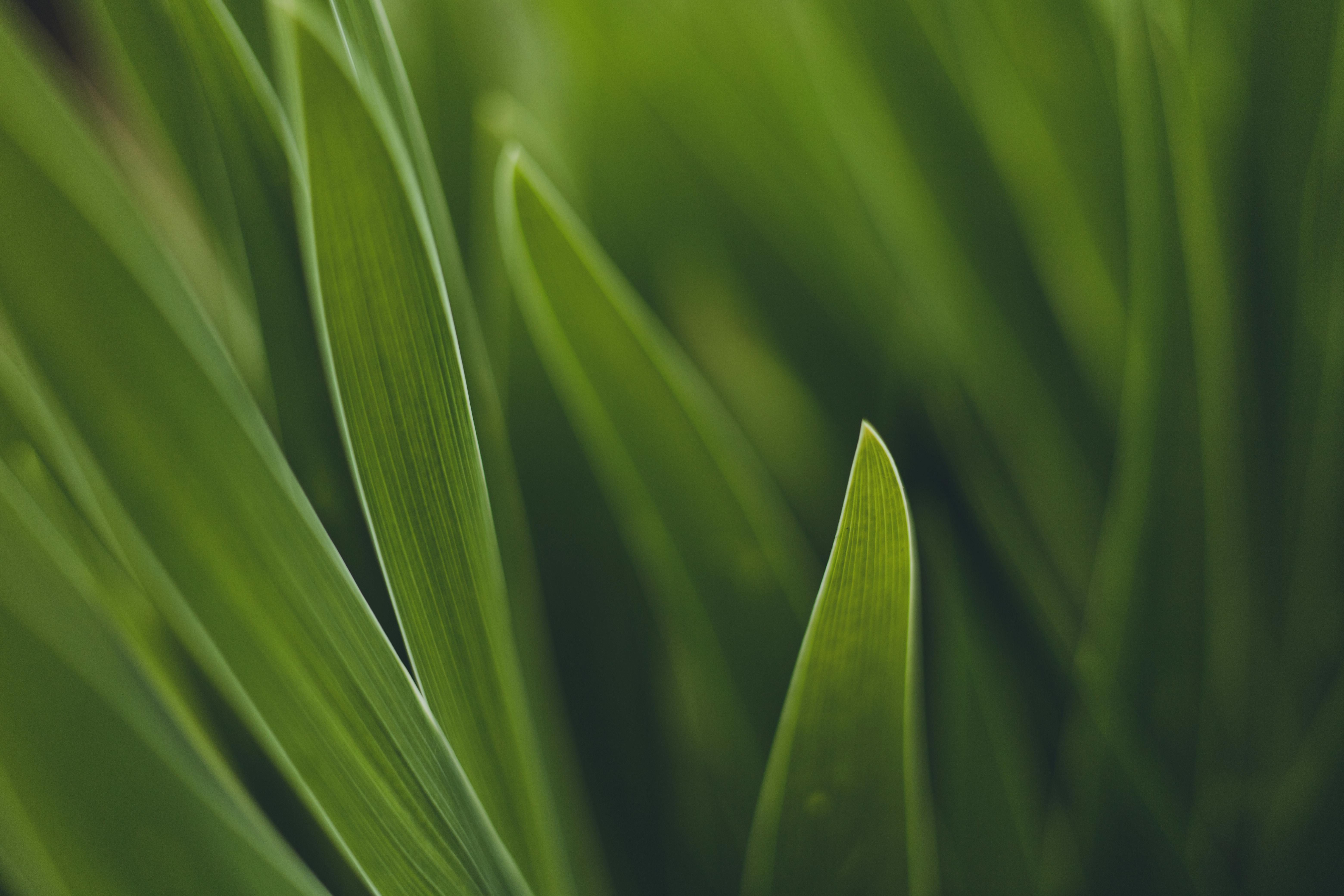 A detailed close-up of lush green grass blades, capturing the essence of nature's simplicity and beauty.