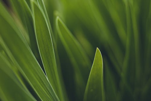 Gratis lagerfoto af græs, grøn, natur