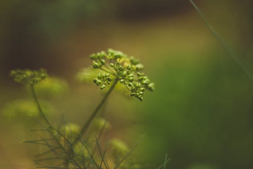 bitki, bitki örtüsü, büyüme içeren Ücretsiz stok fotoğraf