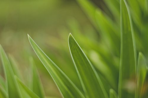 Free Vibrant green leaves in a close-up shot capturing nature's beauty and growth. Stock Photo