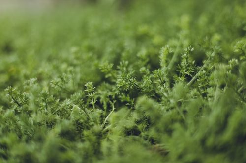 Free Explore the vibrant textures and rich greens of lush plants captured in close-up detail. Stock Photo