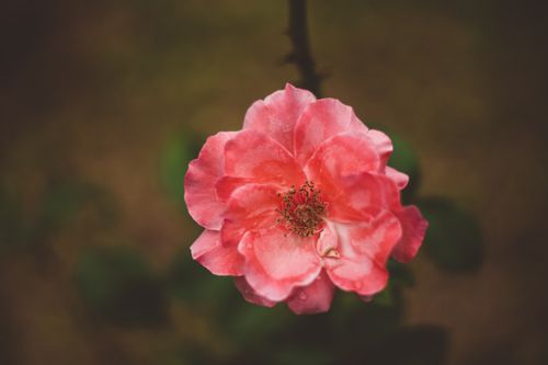 Free Delicate close-up capture of a vibrant pink rose in full bloom, showcasing its intricate petals and natural beauty. Stock Photo