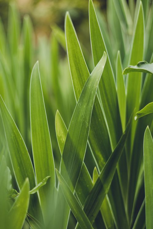 Free Close-up of lush green leaves capturing the essence of nature's organic beauty. Stock Photo