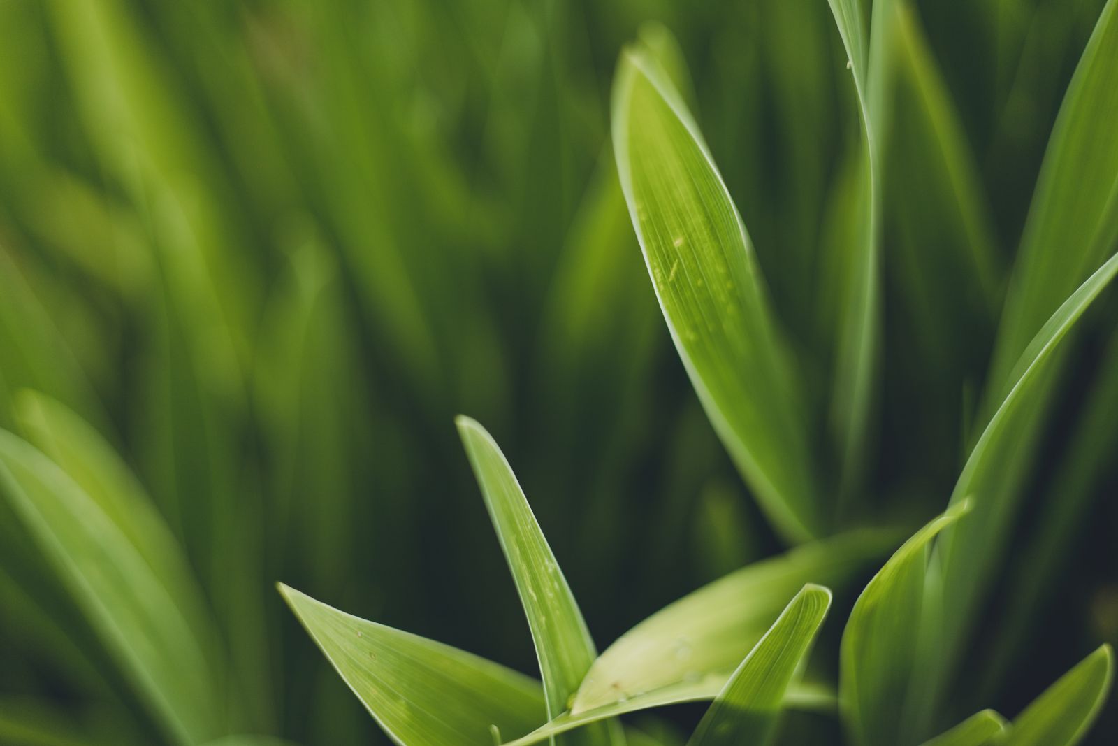 Green Flat Oblong Leaf Plant on Close Up Photography · Free Stock Photo