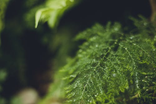 Close-up of Dew on Fern Leaf