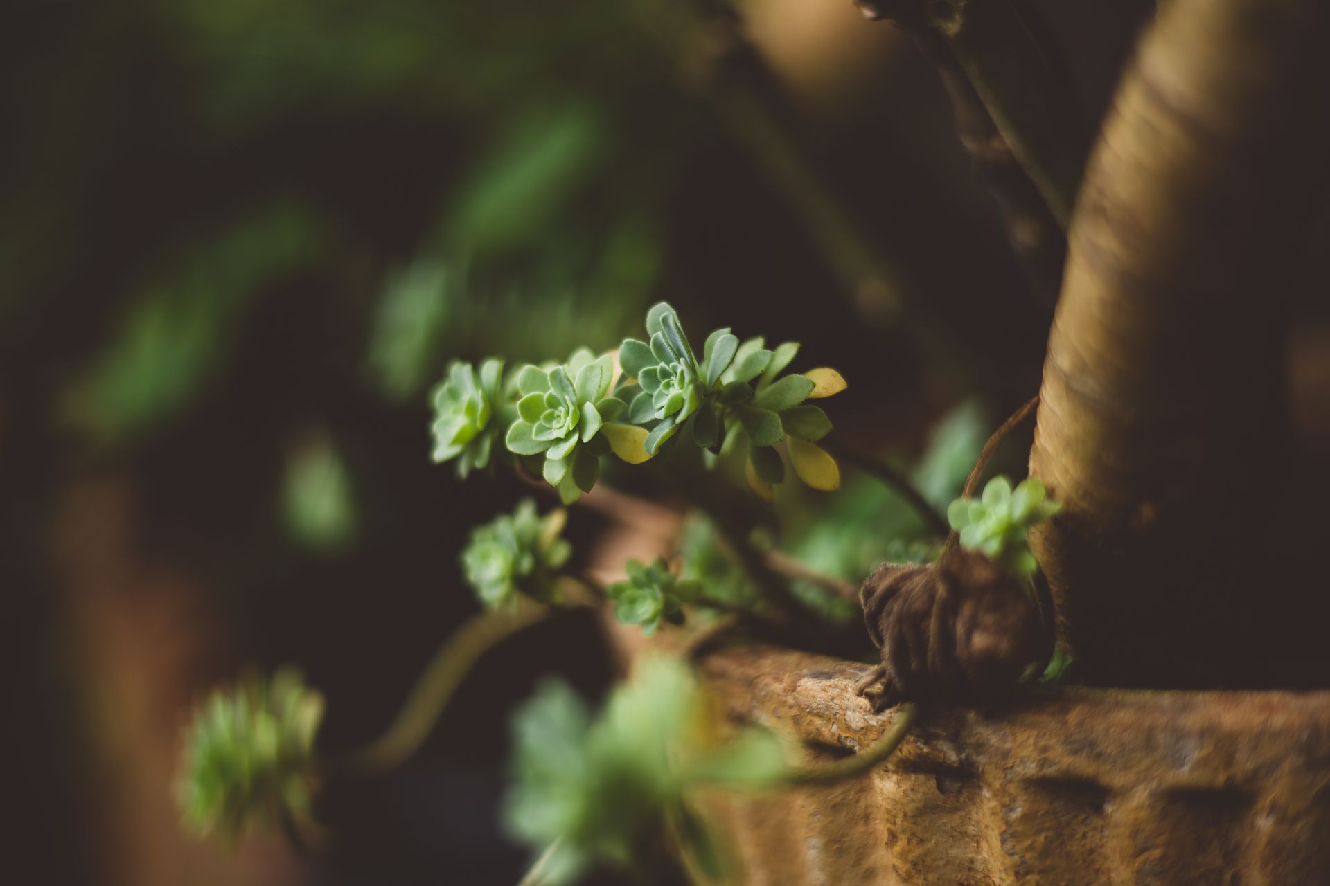 Detailed shot of a succulent plant with new green shoots sprouting in a clay pot.