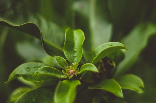 Free Macro shot of vibrant green leaves with dew drops, showcasing nature's freshness. Stock Photo