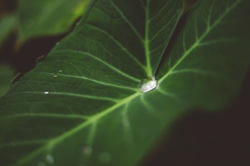 Drop of Water on Large Leaf