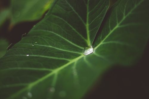 Free A detailed shot of a water droplet on a vibrant green leaf, showcasing nature's beauty. Stock Photo
