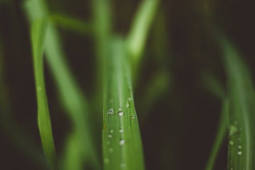 Raindrops on Wet Leaf