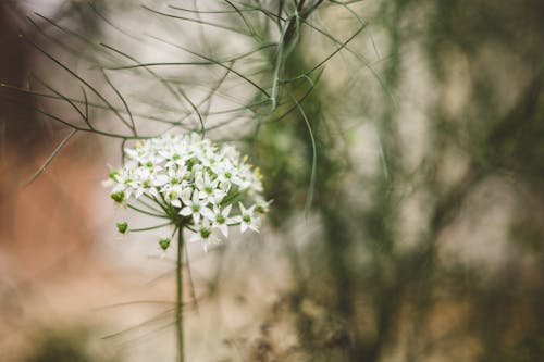 Ingyenes stockfotó allium tuberosum, fehér virágok, finom témában