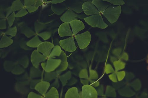 Close up of Clovers