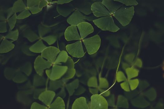 Detailed shot of fresh green clovers providing a natural lush background.