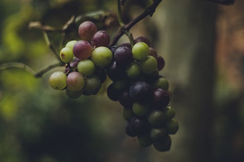 Foto stok gratis alam, anggur, buah