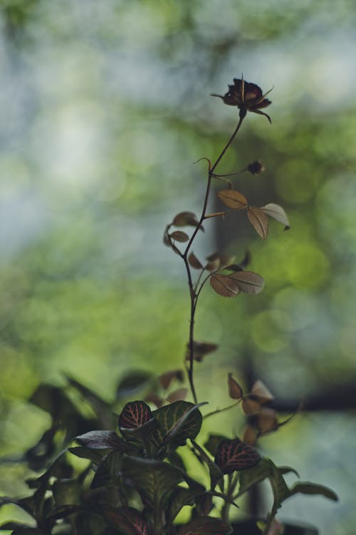 Gratis stockfoto met bladeren, bloem, bokeh