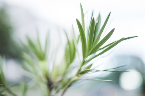 Close-up of Plant Green Leaves