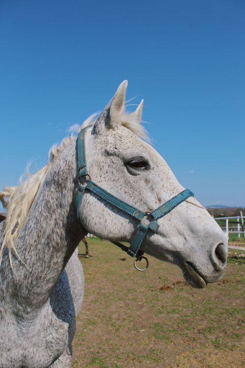 Free Close-up image of a gray horse wearing a harness against a clear blue sky, perfect for mobile wallpaper. Stock Photo