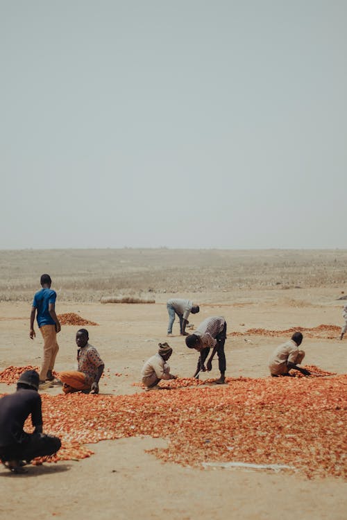 Workers on Desert Organizing Crops