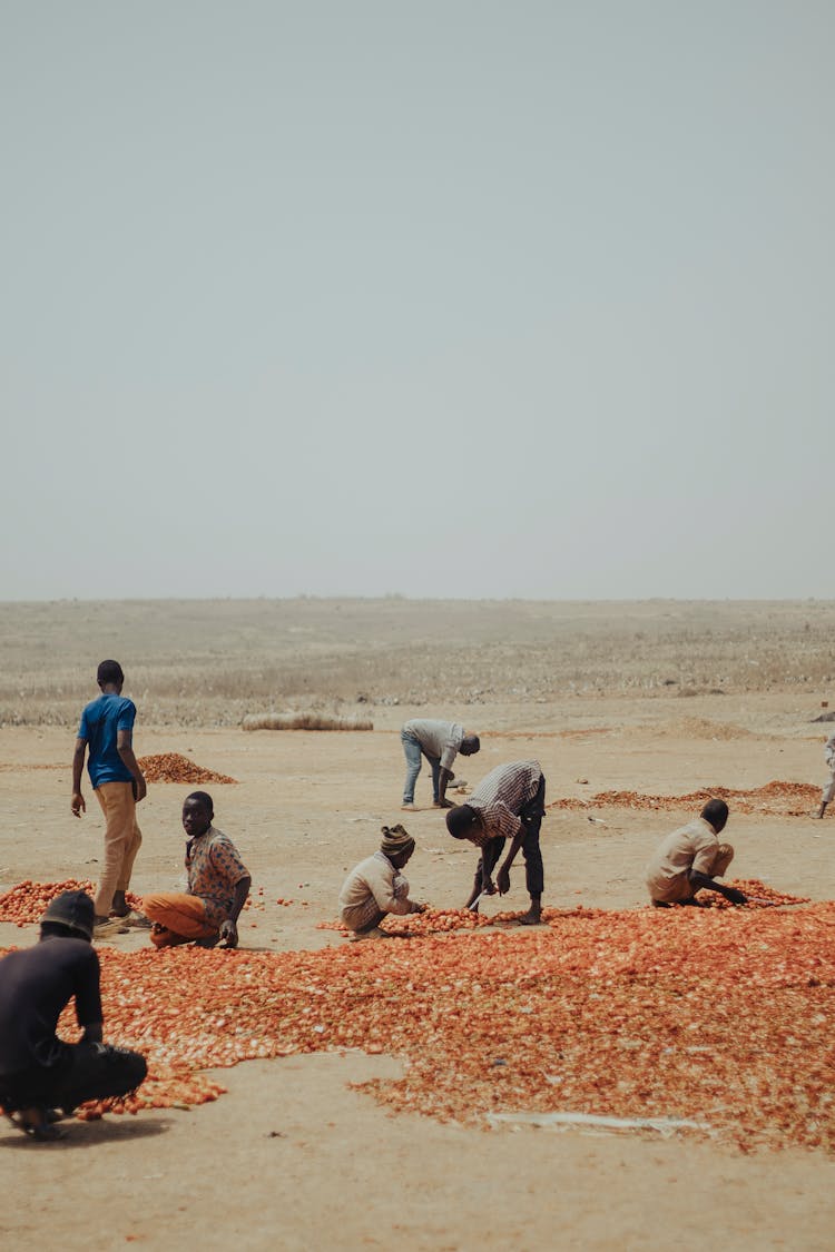 Workers On Desert Organizing Crops