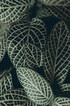 Macro photograph of Fittonia leaves displaying intricate vein patterns and natural textures.