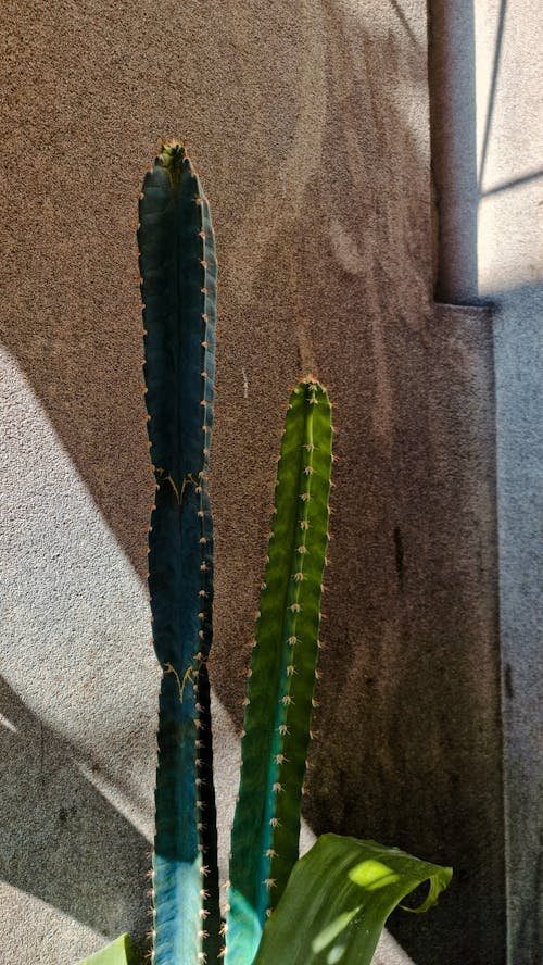 Cactus Growing by Wall