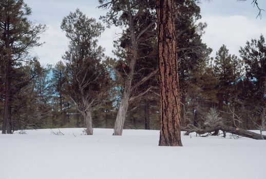 Serene snowy forest featuring evergreen trees in a tranquil winter landscape.