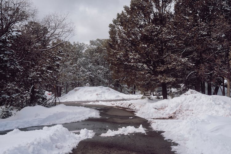 Snow Around Road In Forest