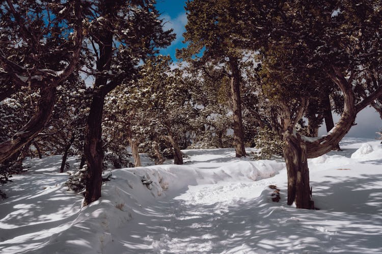 Footpath In Forest In Winter