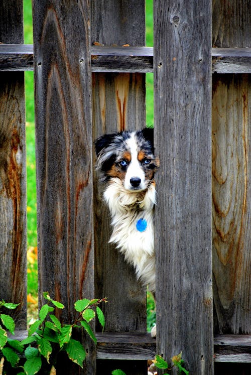 Dog behind Fence Planks