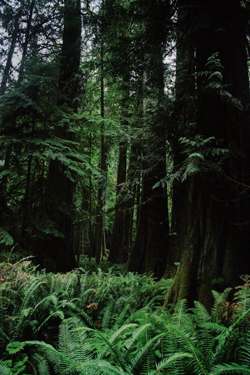 垂直拍摄, 天性, 森林 的 免费素材图片