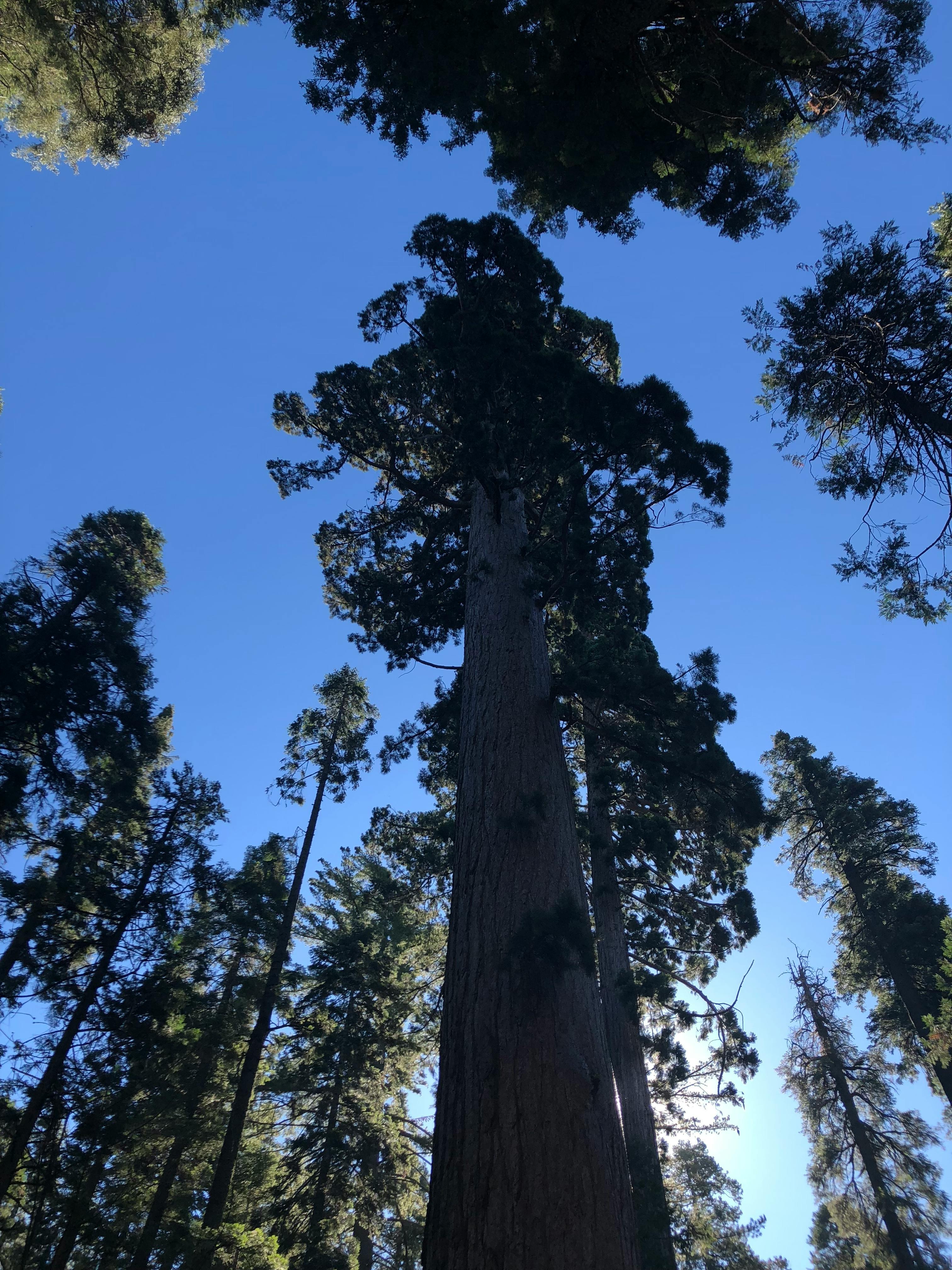 Free stock photo of redwood trees, redwoods, trees