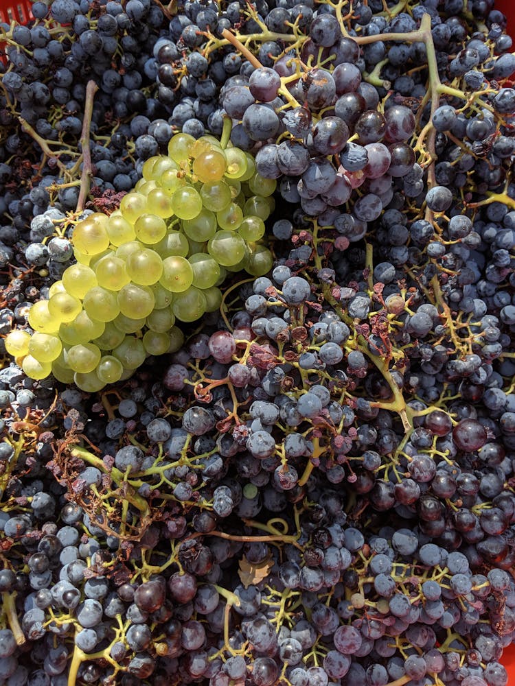 Bunch Of Green And Red Grapes