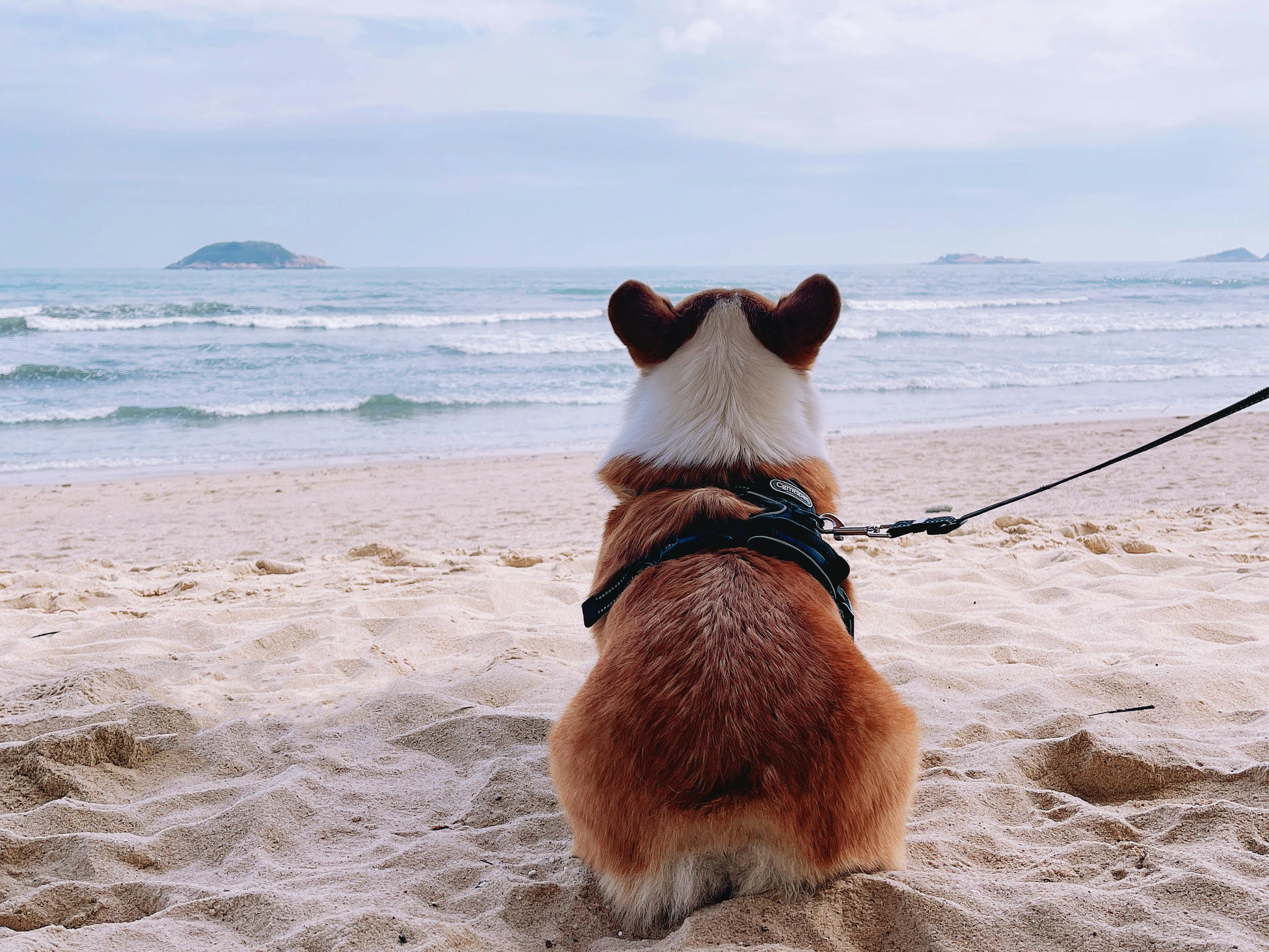 Dog-Friendly Miami: Sun and Sand With Your Pup