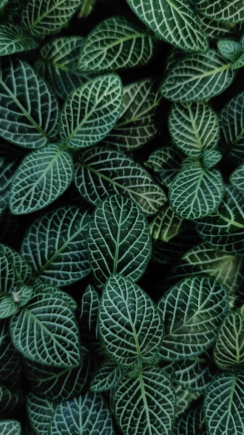 Patterns Using Leaves Patterns on Leaves · Free Stock Photo
