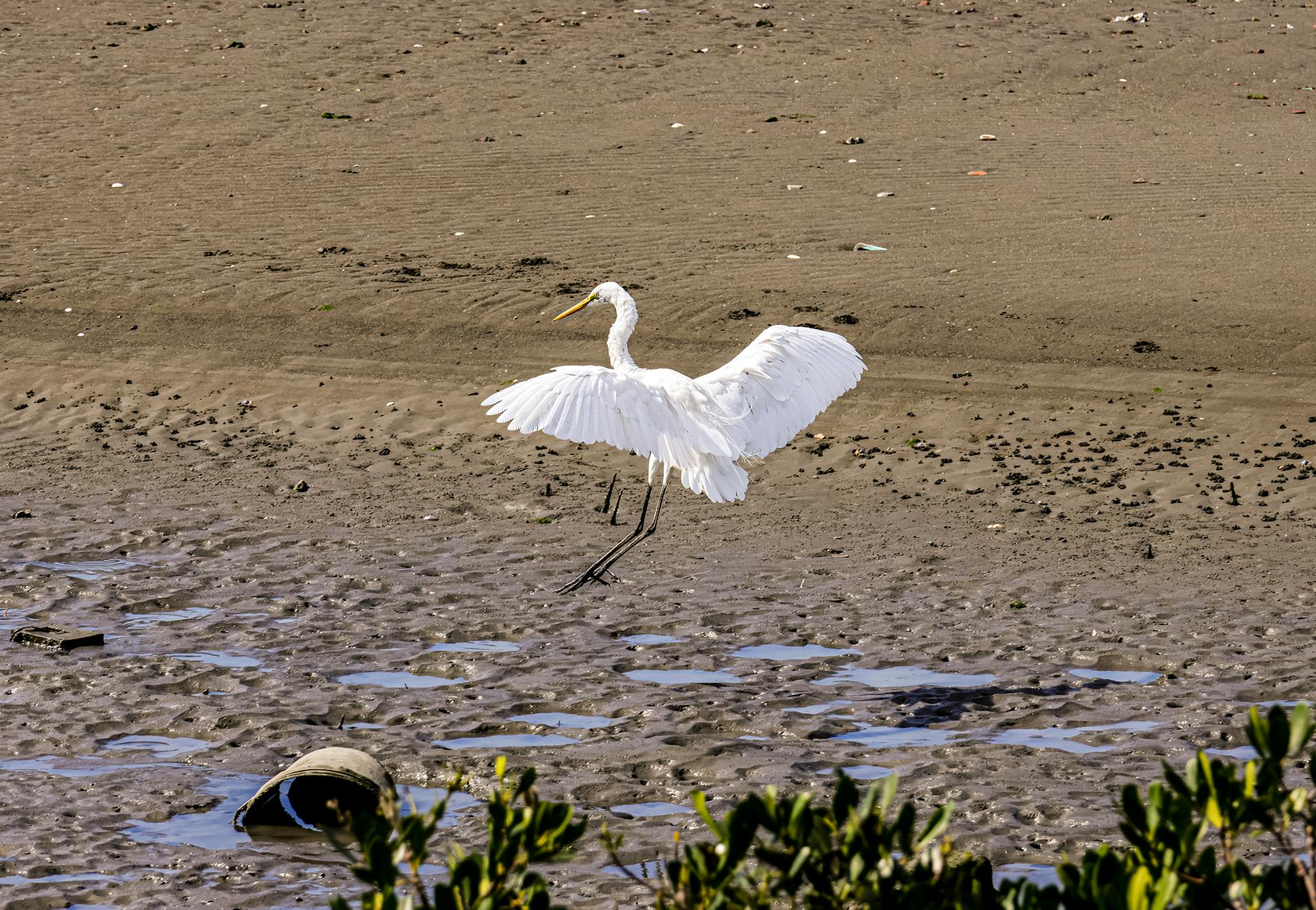 A graceful heron landing on a sandy marsh during daylight, showcasing nature's beauty.