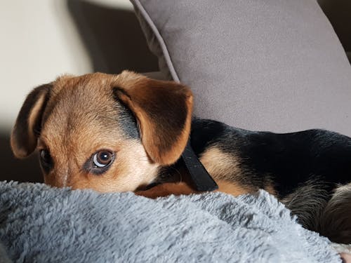 免費 黑色和棕褐色的德國牧羊犬幼犬旁邊扔枕頭特寫照片 圖庫相片