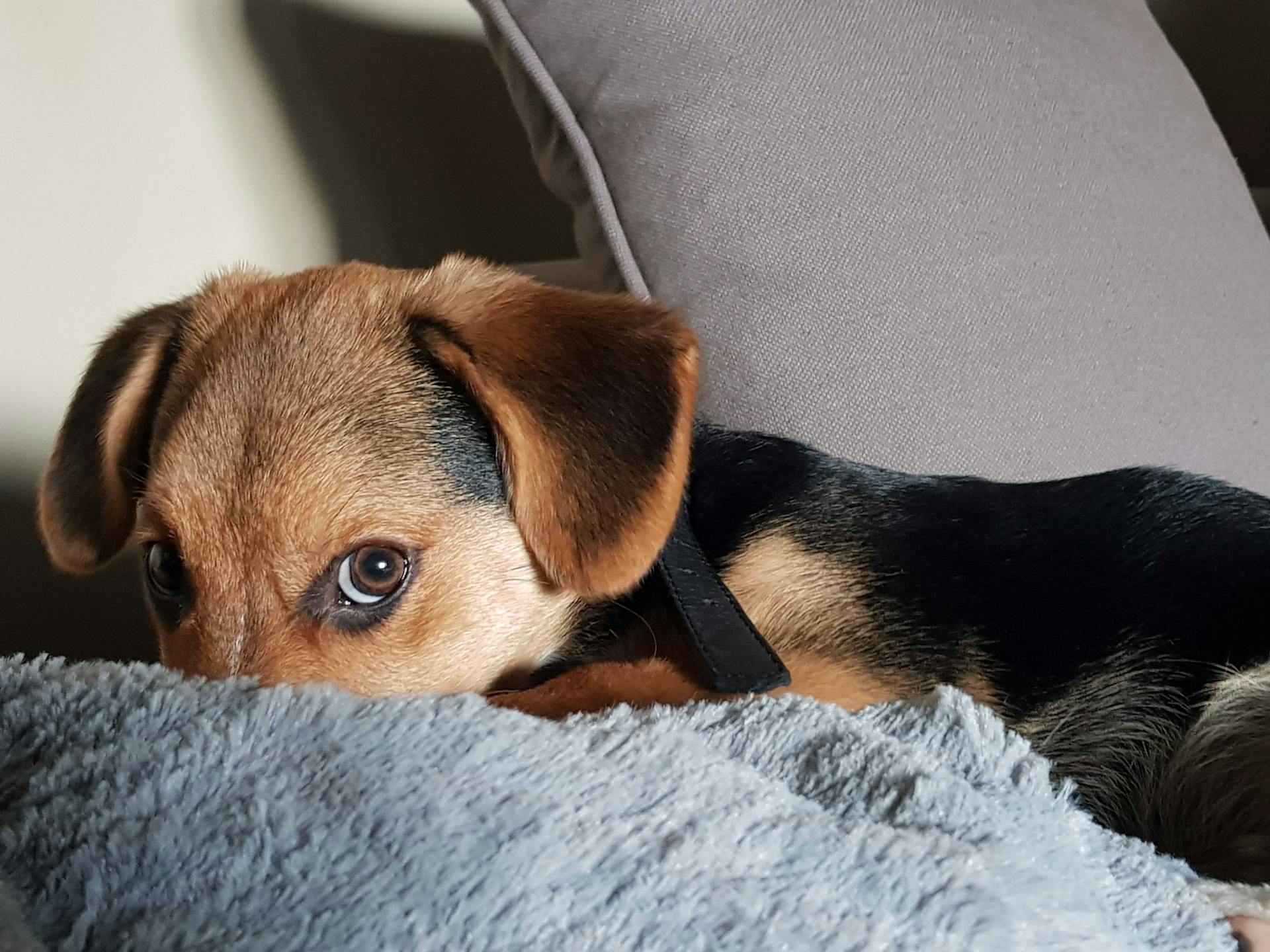 Chiot berger allemand noir et brun à côté d'un oreiller photo en gros plan